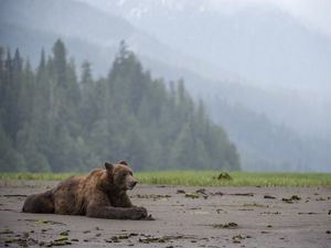 On the beaches of the Great Bear Rainforest, grizzly bears gorge on mussels.