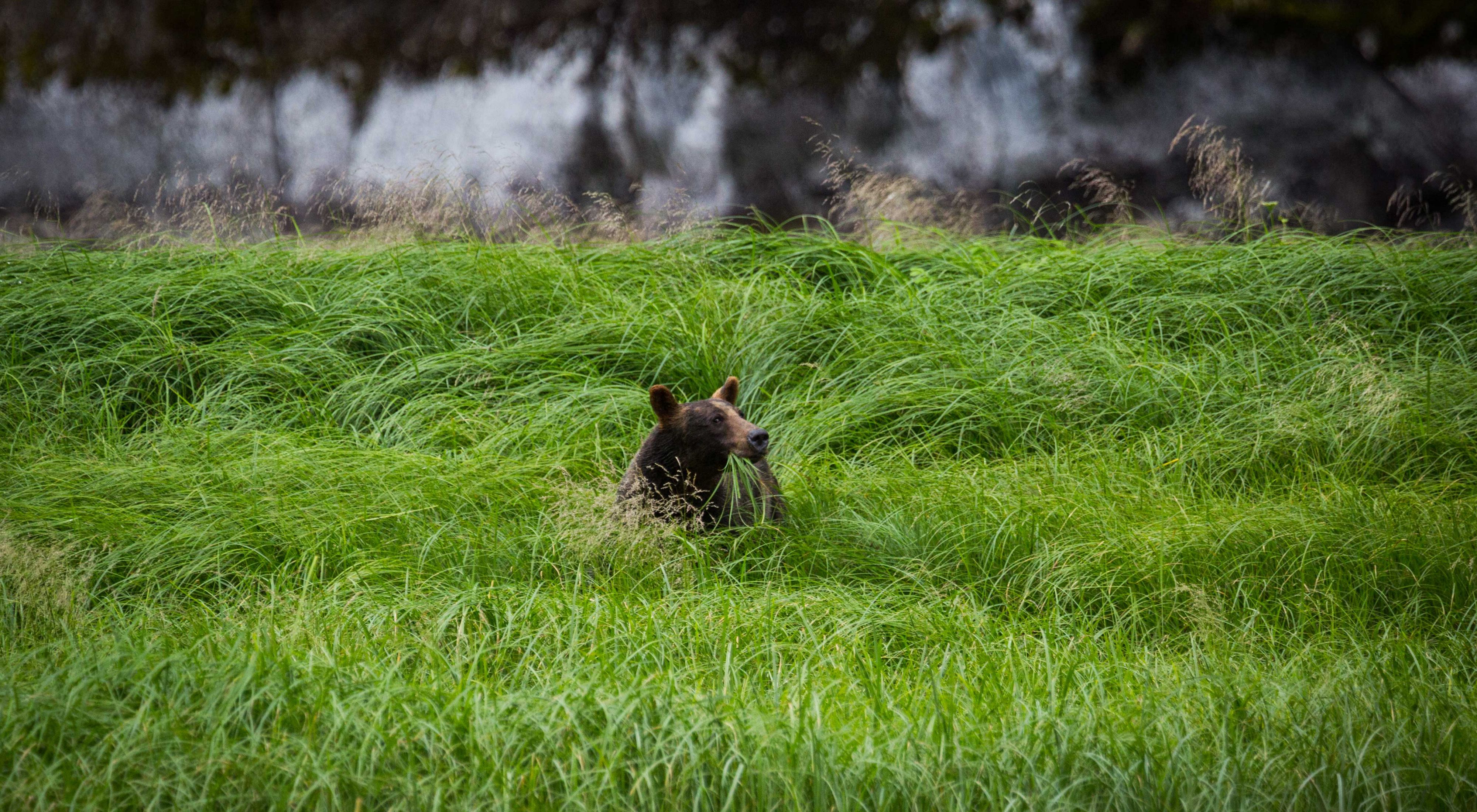 A grizzly eating grass in a field in Mussel Inlet in Great Bear Rainforest, BC.