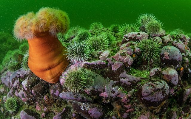 in a green underwater setting, spiky sea urchins resting on rocks surround an anemone with a thick orange trunk and ivory tentacles.