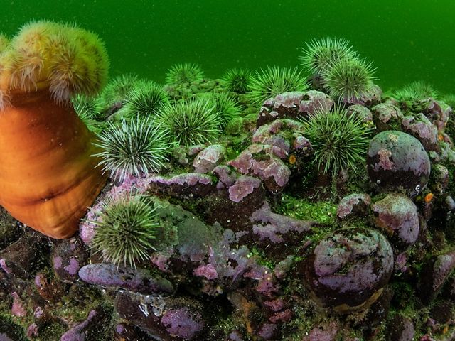 The Great Bear Rainforest is teeming with life above and below the water line.