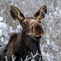 Closeup of a moose chewing on thin, snowy branches of a bush.