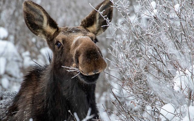 Closeup of a moose chewing on thin, snowy branches of a bush.