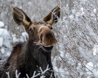 在卡尔加里，一只麋鹿在白雪覆盖的树枝上咀嚼