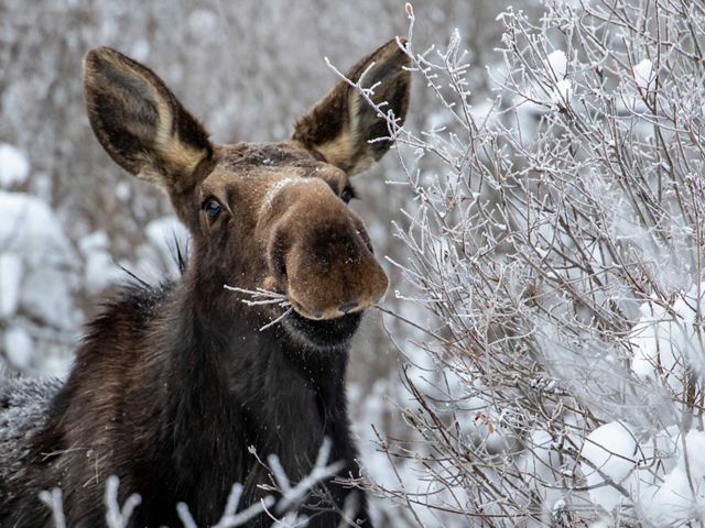 A moose munches on snowy branches in Calgary AB