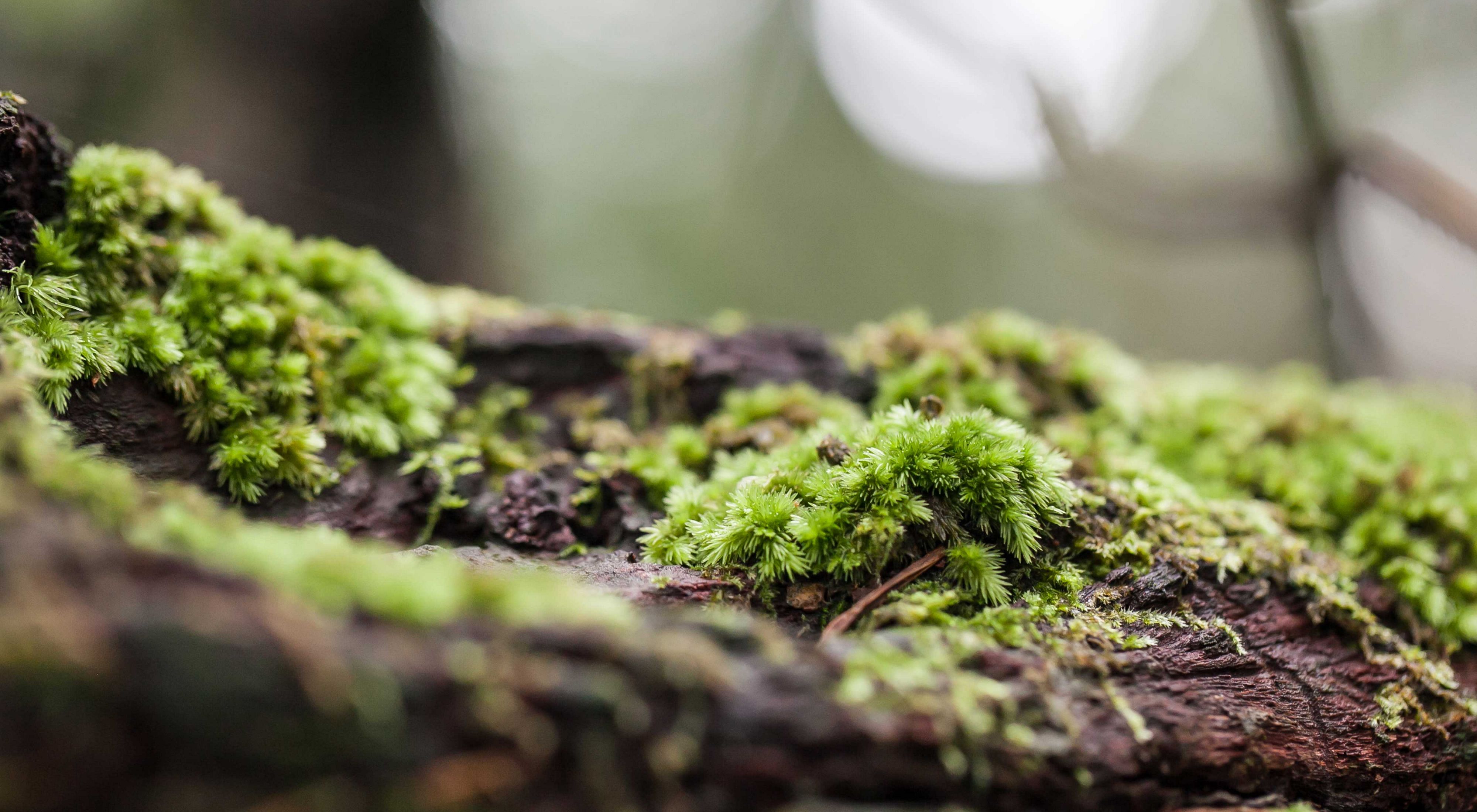 Close up of mossy log on forest floor.