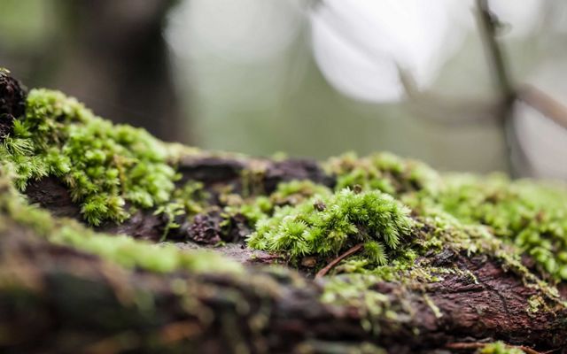 西海岸森林地面上覆盖苔藓的树干的特写