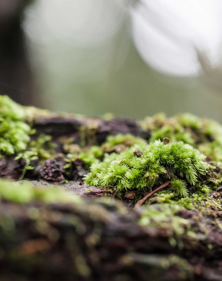 a closeup of lush, green moss growing on a tree branch