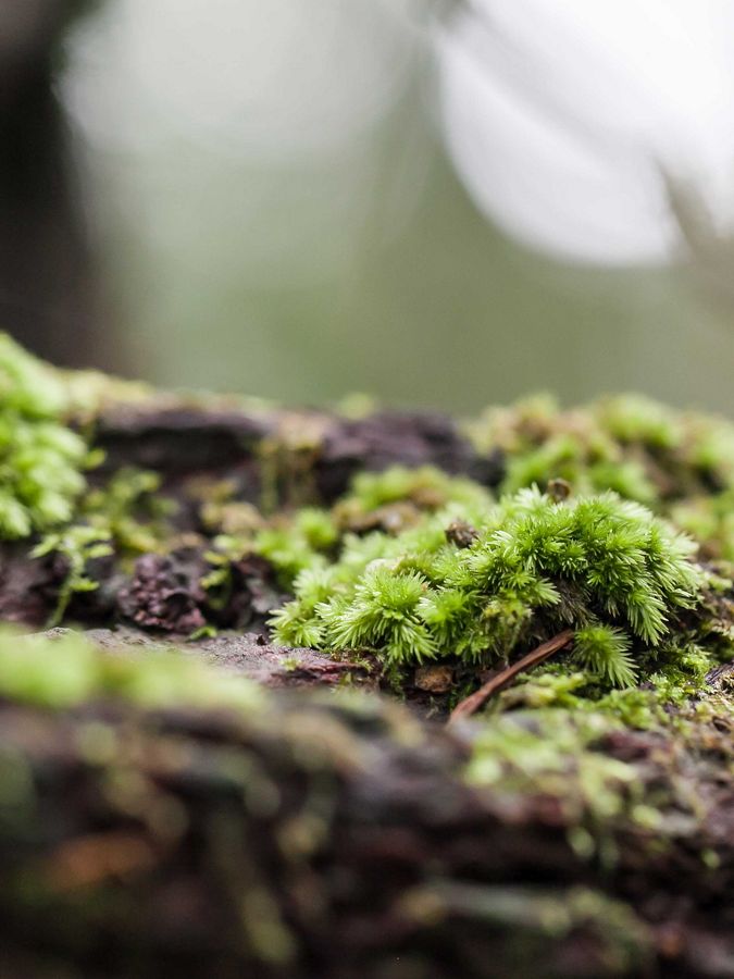 a closeup of lush, green moss growing on a tree branch