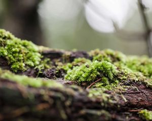Close up of a tree trunk covered in green moss.