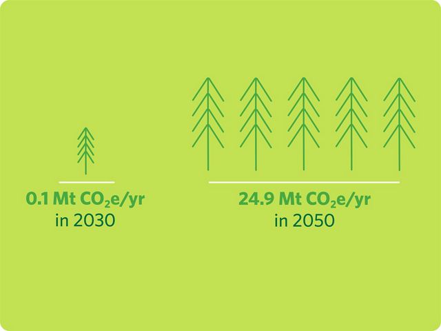 a graphic showing the comparison of amount of carbon stored by a tree planted now versus in 2050