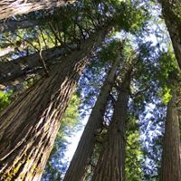 An upward view of cedar trees in British Columbia