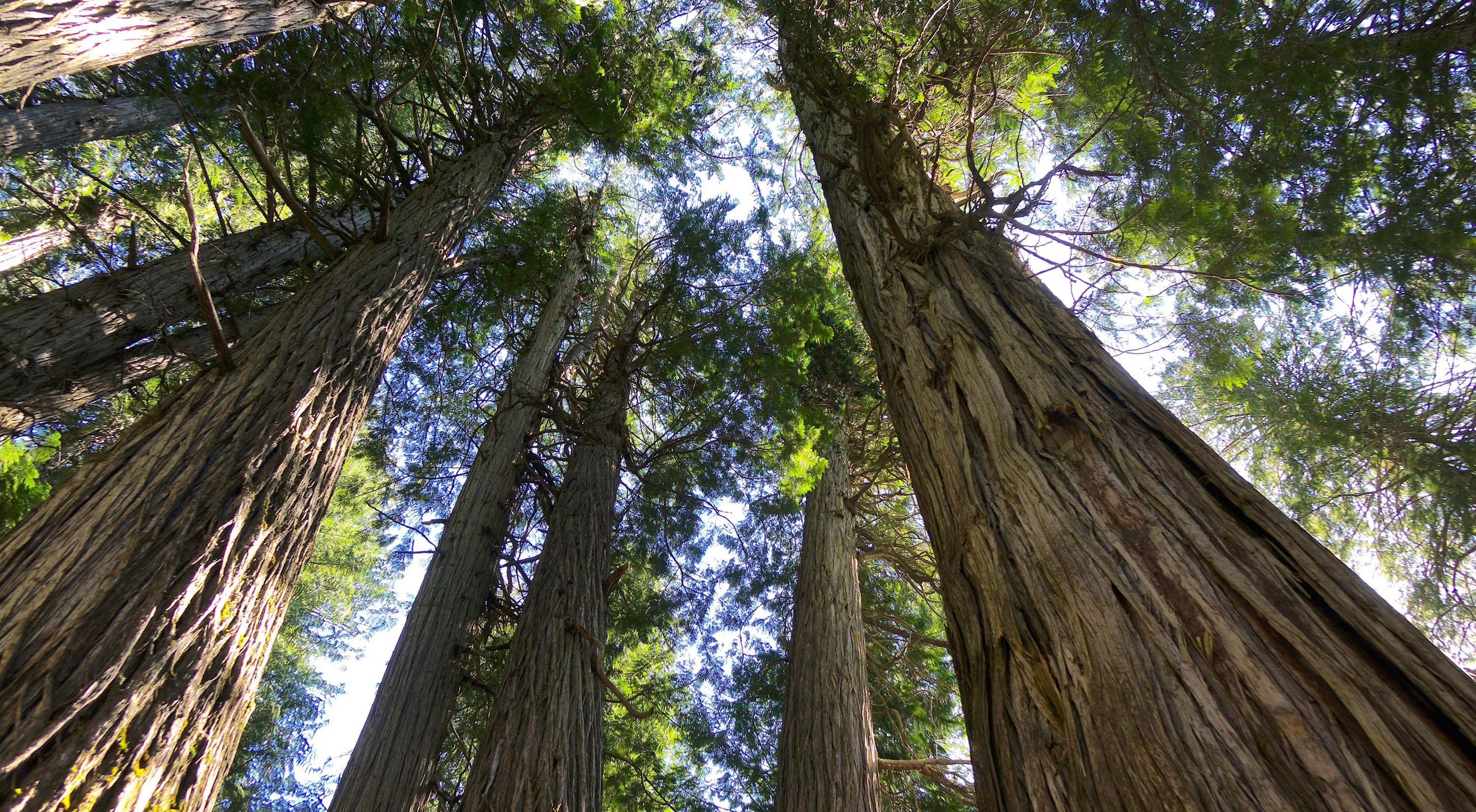 looking up at cedar trees