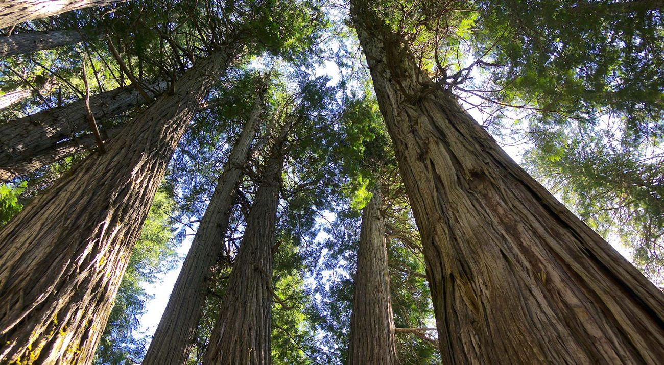a photo looking up at the large trunks of old growth trees