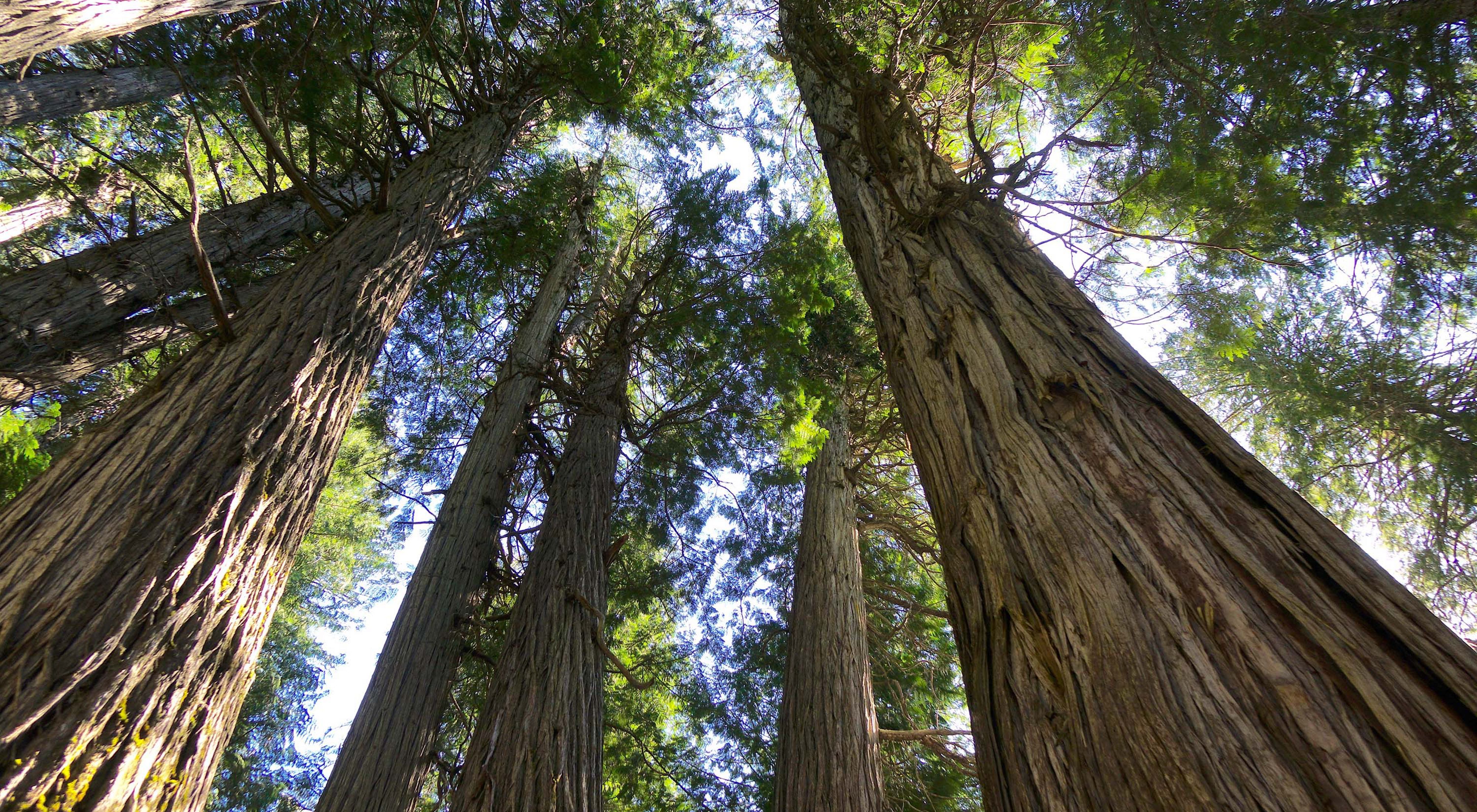 a photo looking up at the large trunks of old growth trees