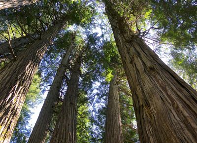 An upward view of cedar trees.
