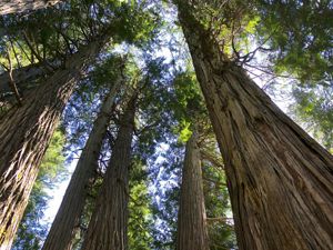 An upward view of cedar trees in British Columbia
