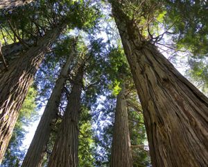 An upward view of cedar trees in British Columbia