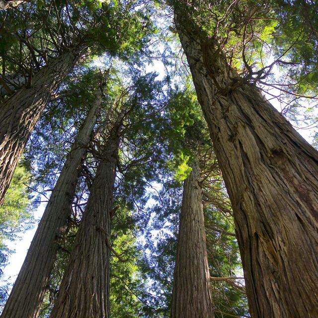 An upward view of cedar trees.