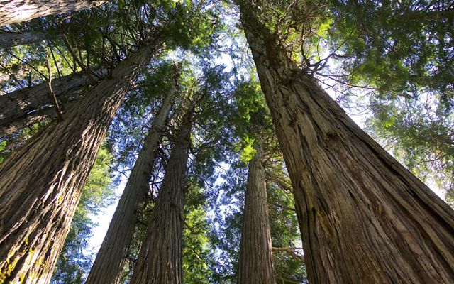 Old Growth