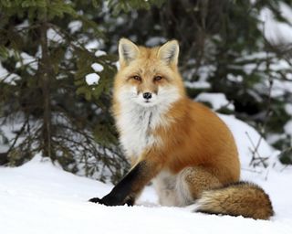 Red fox sitting in snow.