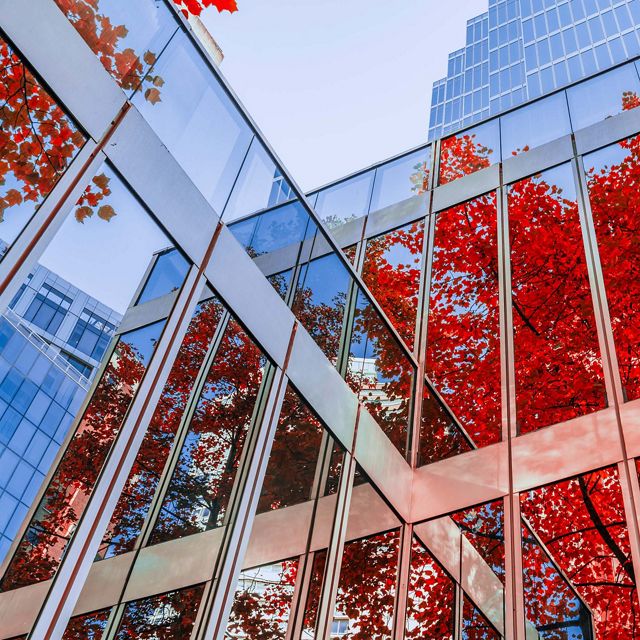 red leaves reflected in the glass windows of a building in downtown Vancouver