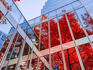 reflection of red maple on windows of building