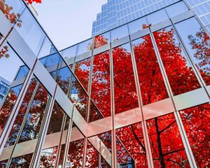 red leaves reflected in the glass windows of a building in downtown Vancouver