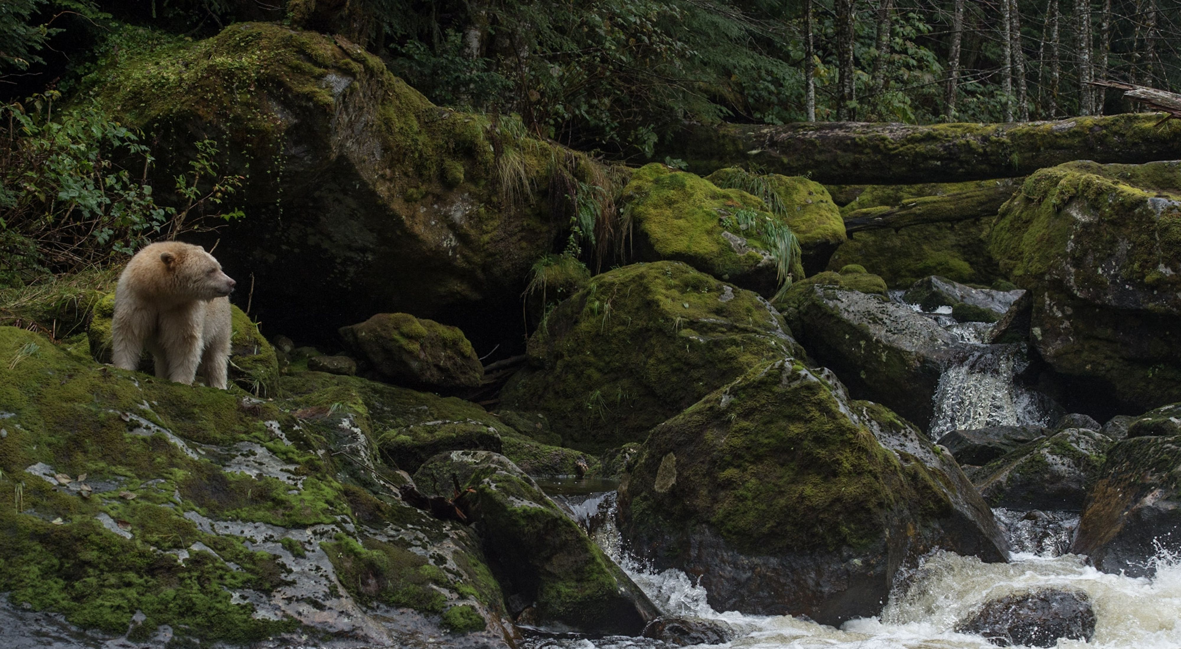A rare kermode spirit bear climbs on moss-covered rocks in the Great Bear Rainforest.