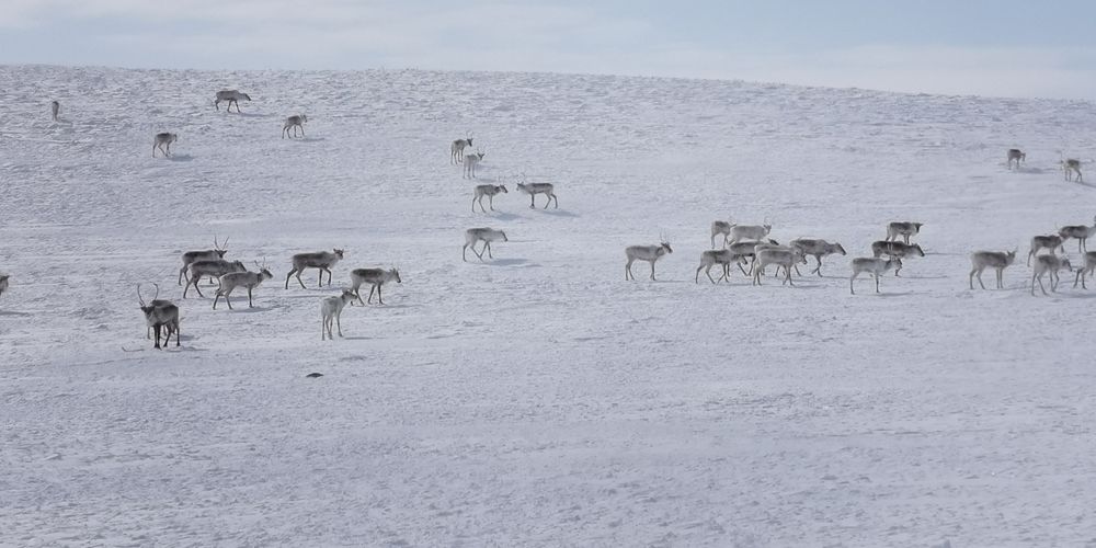 Caribou in snow.
