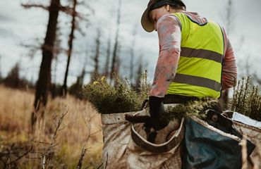 A person carrying canvass bags of tree saplings getting ready to plant them.
