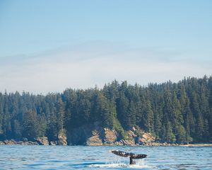 The tail fluke of a Pacific Gray Whale (Eschrichtius robustus) splashes in open ocean water off the wilderness coast of Vancouver Island, B.C., Canada near Port Renfrew.