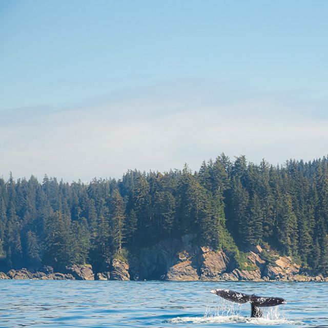 The tail fluke of a Pacific Gray Whale (Eschrichtius robustus) splashes in open ocean water off the wilderness coast of Vancouver Island, BC, Canada near Port Renfrew.