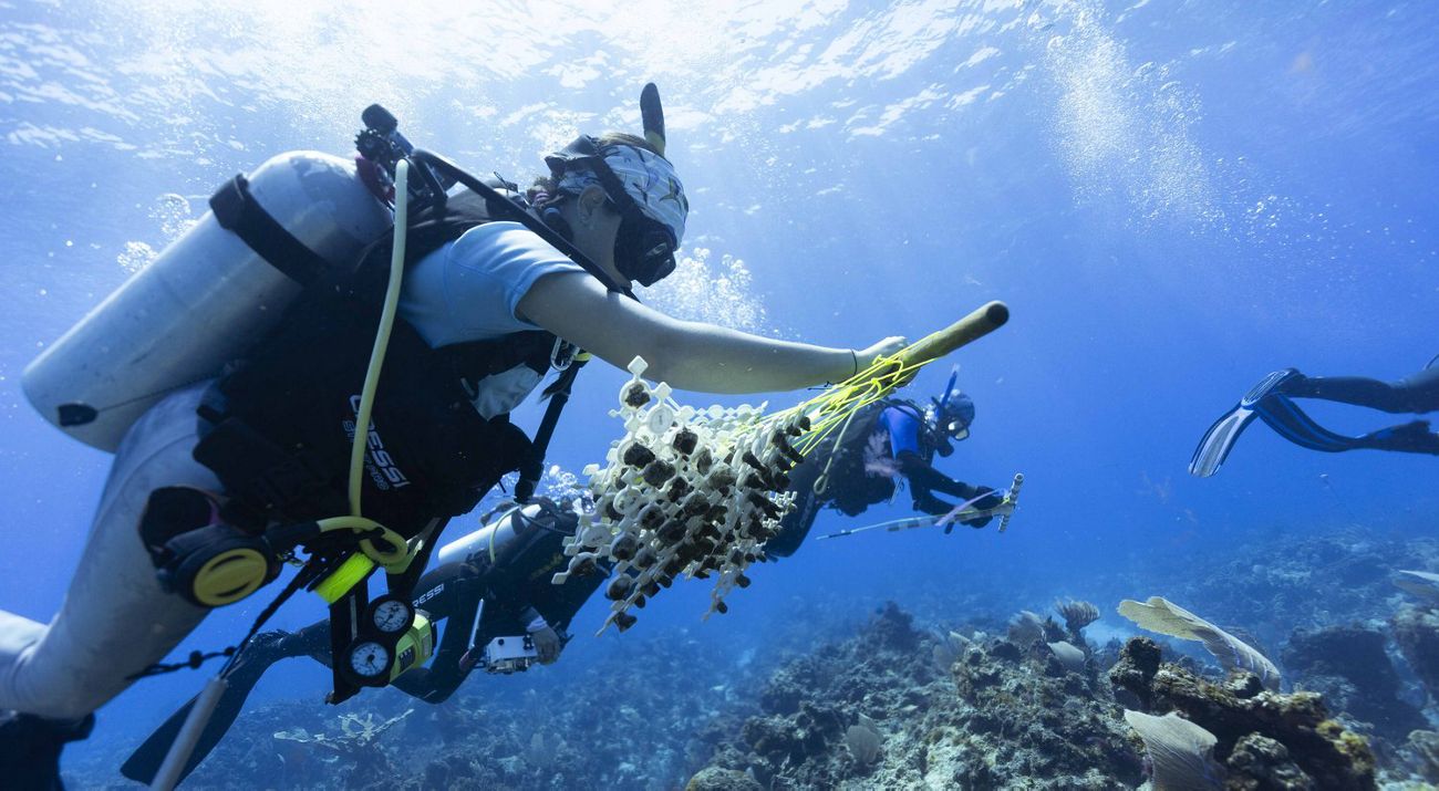 Diver working in coral conservation in the caribbean.