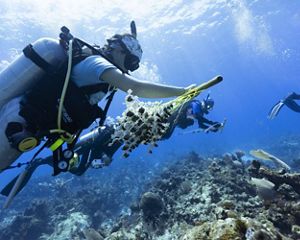 Diver working on coral caribbean conservation.