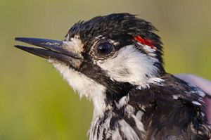 Red-cockaded woodpecker close headshot.