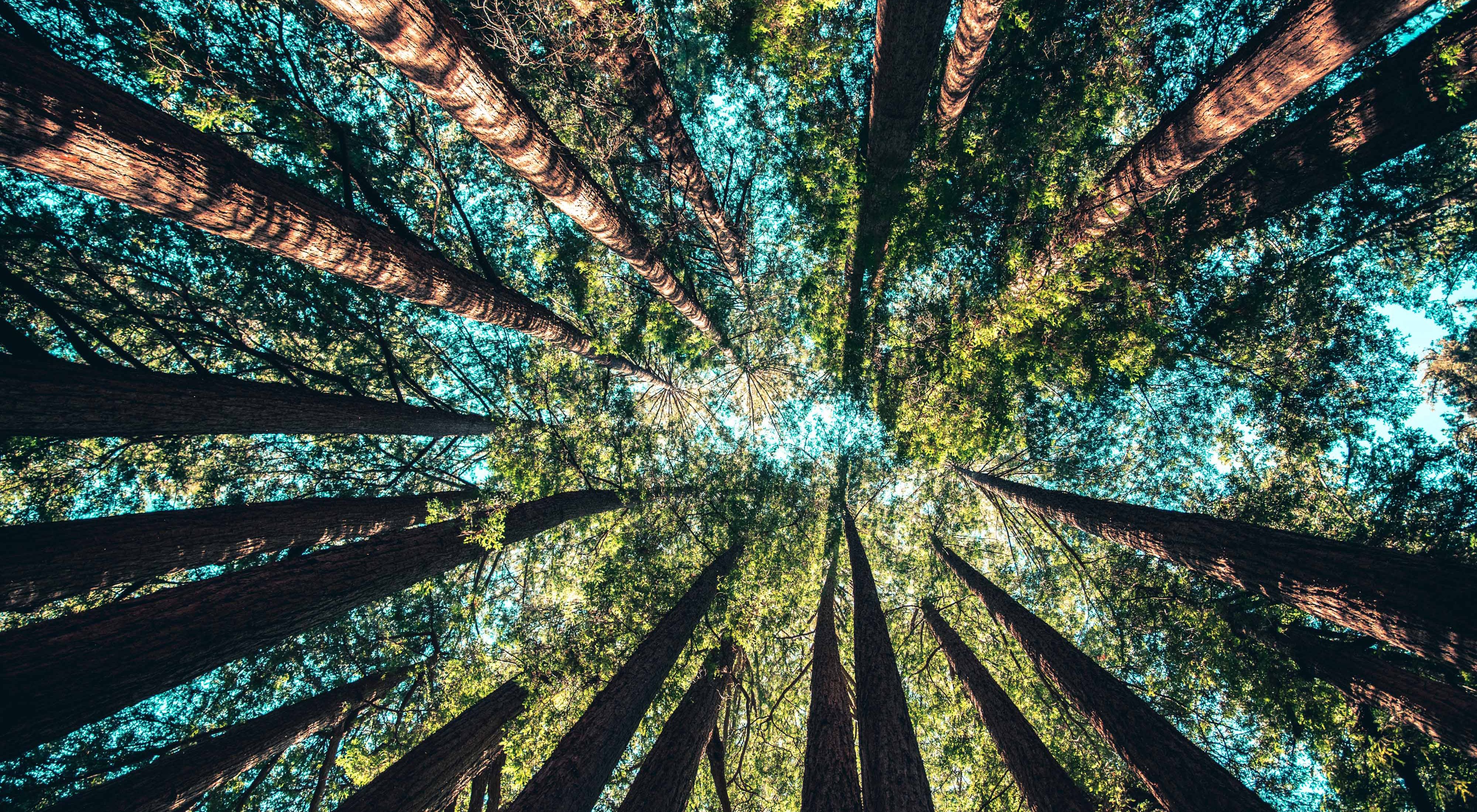 Looking up at evergreen trees in California.