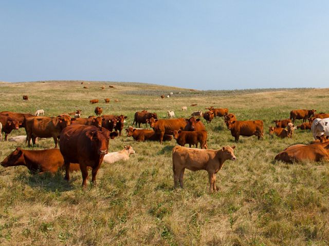 Cattle standing in a prairie.