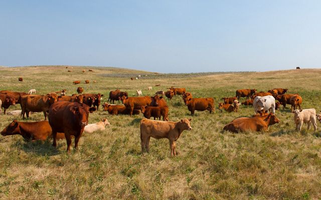 Cattle standing in a prairie.