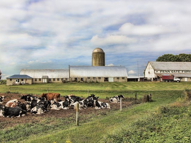 Several black and white spotted cows lay in a field of grass in front white barns.