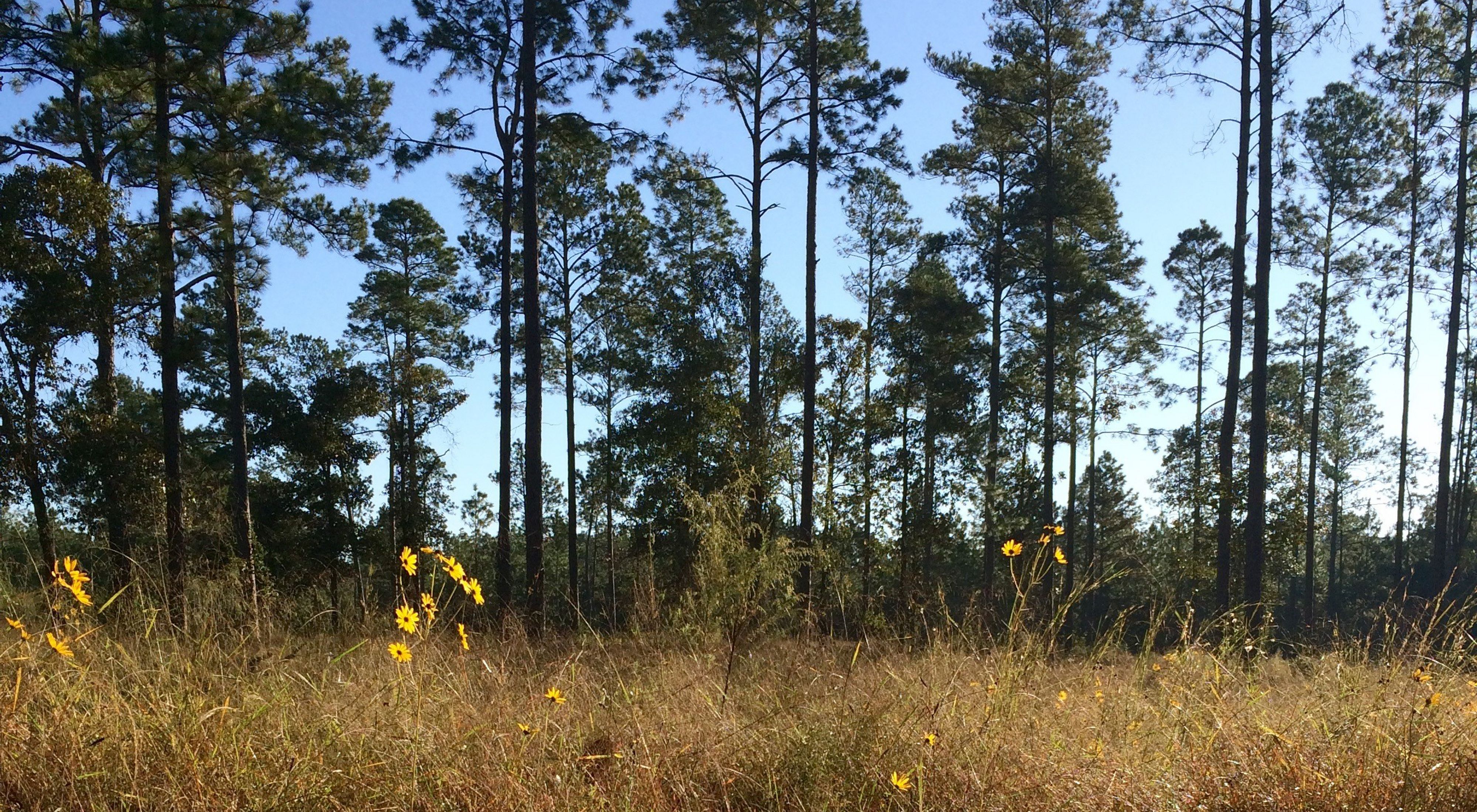 Yellow flowers emerge from grasses growing near a forest of tall trees.