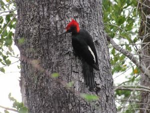 Una de las especies insignia de los bosques de Sudamérica habita los bosques de la Reserva Costera Valdiviana