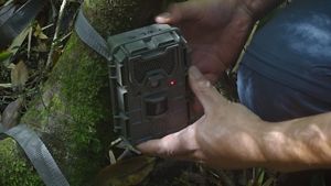 La Reserva Costera Valdiviana protege los últimos bosques hogar de una especie endémica de Chile que se creía extinta: el zorro de Darwin.