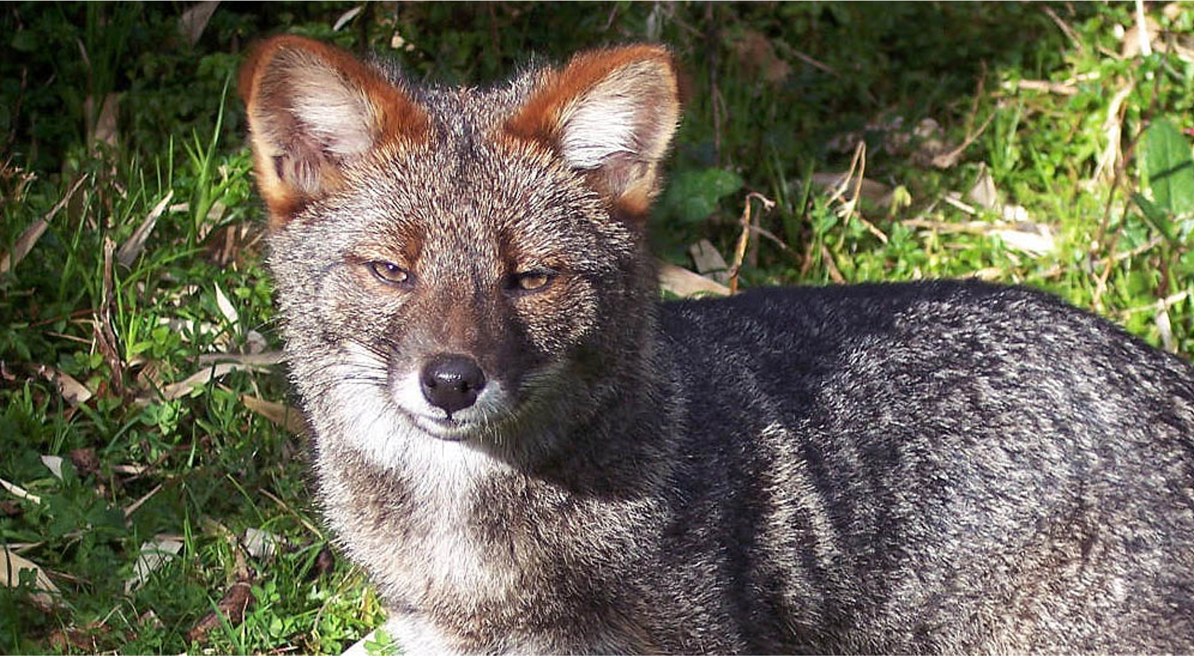La Reserva Costera Valdiviana protege los últimos bosques hogar de una especie endémica de Chile que se creía extinta: el zorro de Darwin.