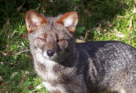 La Reserva Costera Valdiviana protege los últimos bosques hogar de una especie endémica de Chile que se creía extinta: el zorro de Darwin.