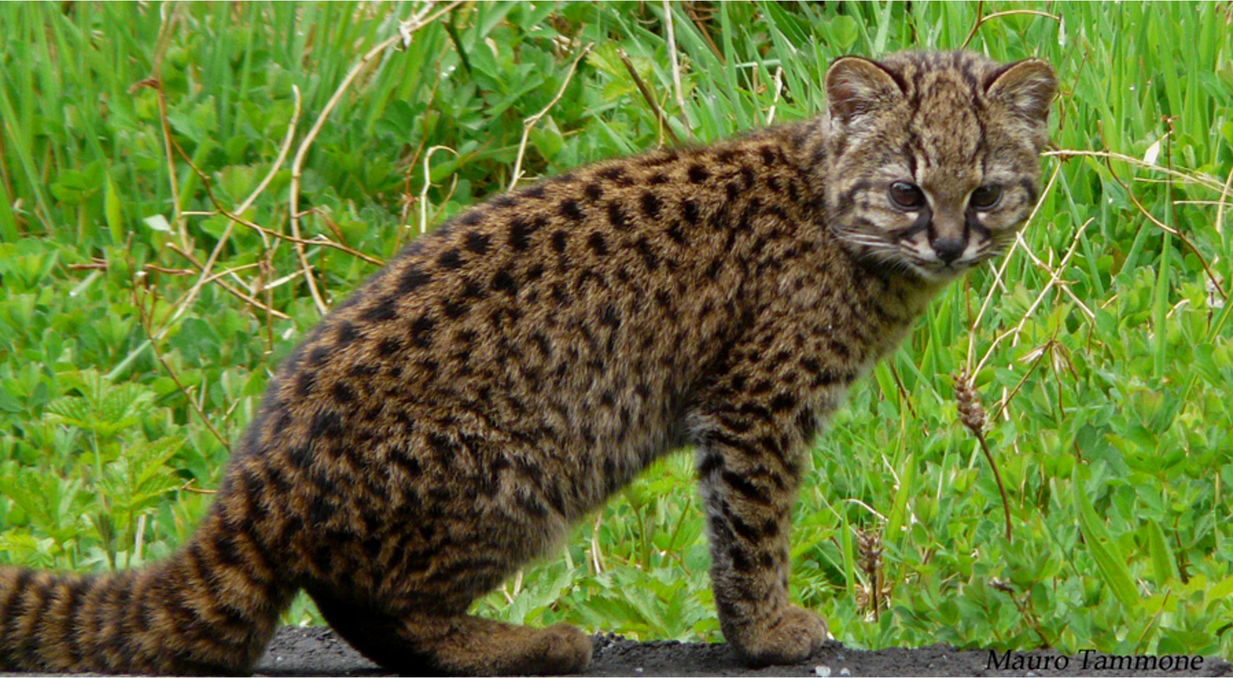 Leopardus guigna es una especie nativa del sur de Sudamérica y una especie amenazada por la destrucción de su hábitat.