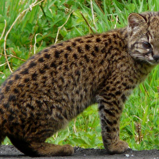 El felino silvestre más pequeño de América tiene su hogar en los bosques del sur de Chile y Argentina.