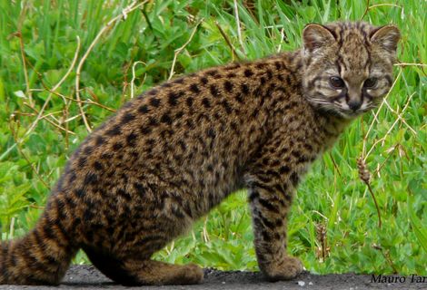 El felino silvestre más pequeño de América tiene su hogar en los bosques del sur de Chile y Argentina.