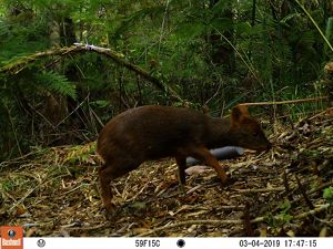El pudú es uno de los ciervos más pequeños del mundo. No supera los 40 cm de altura, ni los 10 kg de peso. Posee un pelaje grueso y denso de color café rojizo oscuro.