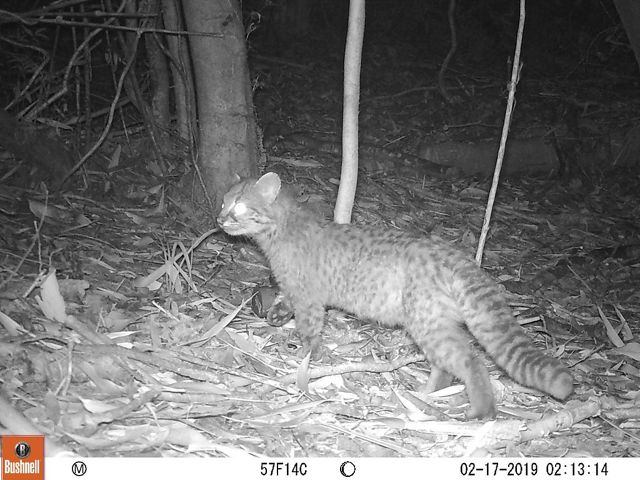 Este llamativo felino ha aparecido ante las trampas cámara de la RCV en su ejercicio de conocer mejor la biodiversidad que la habita.
