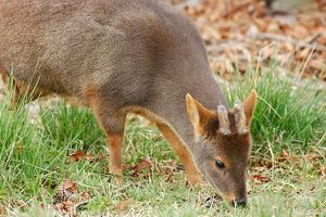 Pudú, El Ciervo Miniatura - Biodiversidad De La RCV